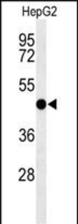 Invitrogen SGMS2 Polyclonal Antibody 400 &mu;L; Unconjugated:Antibodies,