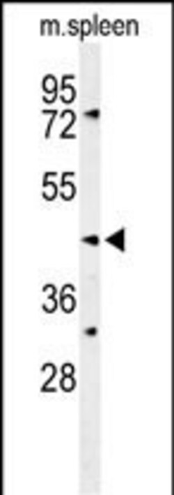 Invitrogen SGMS2 Polyclonal Antibody 400 &mu;L; Unconjugated:Antibodies,