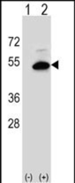 Invitrogen SGMS2 Polyclonal Antibody 400 &mu;L; Unconjugated:Antibodies,