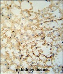 Invitrogen LYPD1 Polyclonal Antibody 400 &mu;L; Unconjugated:Antibodies,