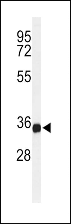 Invitrogen STING Polyclonal Antibody 400 μL; Unconjugated:Antibodies,