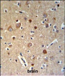 Invitrogen HSPA12A Polyclonal Antibody 400 &mu;L; Unconjugated:Antibodies,
