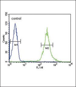 Invitrogen ST8SIA4 Polyclonal Antibody 400 &mu;L; Unconjugated:Antibodies,