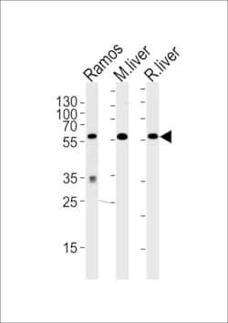 Invitrogen GPI Polyclonal Antibody 400 &mu;L; Unconjugated:Antibodies,