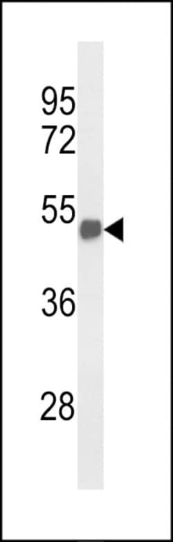 Invitrogen FOXG1 Polyclonal Antibody 400 &mu;L; Unconjugated:Antibodies,