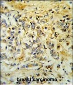 Invitrogen LMBR1L Polyclonal Antibody 400 &mu;L; Unconjugated:Anticorps,