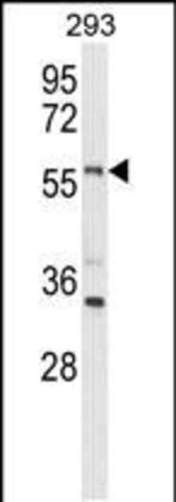 Invitrogen LMBR1L Polyclonal Antibody 400 &mu;L; Unconjugated:Anticorps,