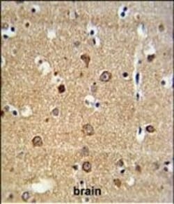 Invitrogen ADAM19 Polyclonal Antibody 400 &mu;L; Unconjugated:Antibodies,