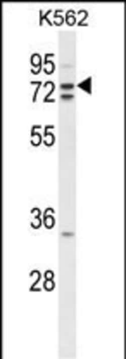 Invitrogen ZRANB1 Polyclonal Antibody 400 &mu;L | Buy Online | Invitrogen&trade; | Fisher Scientific