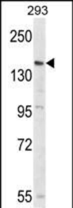 Invitrogen PCDH17 Polyclonal Antibody 400 &mu;L; Unconjugated:Antibodies,
