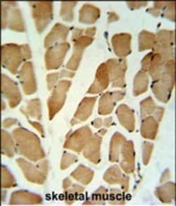 Invitrogen GLG1 Polyclonal Antibody 400 &mu;L; Unconjugated:Antibodies,
