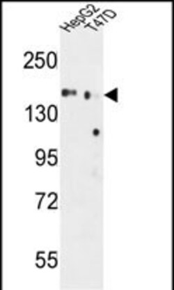 Invitrogen GLG1 Polyclonal Antibody 400 &mu;L; Unconjugated:Antibodies,