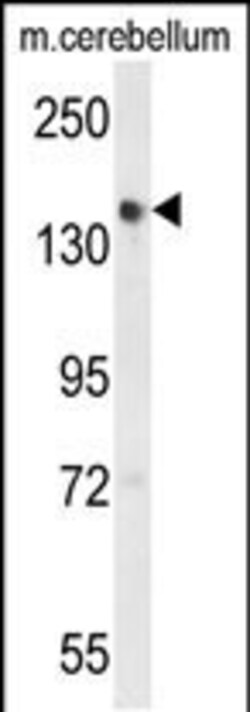 Invitrogen GLG1 Polyclonal Antibody 400 &mu;L; Unconjugated:Antibodies,