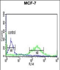 Invitrogen ETS2 Polyclonal Antibody 400 &mu;L; Unconjugated:Anticuerpos