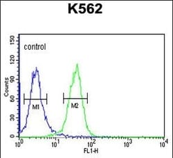 Invitrogen PGP Polyclonal Antibody 400 &mu;L; Unconjugated:Antibodies,
