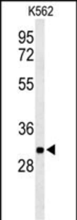 Invitrogen PGP Polyclonal Antibody 400 &mu;L; Unconjugated:Antibodies,