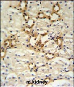Invitrogen BSND Polyclonal Antibody 400 &mu;L; Unconjugated:Antibodies,