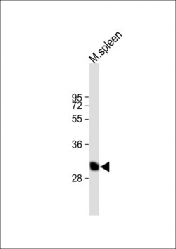 Invitrogen BSND Polyclonal Antibody 400 &mu;L; Unconjugated:Antibodies,