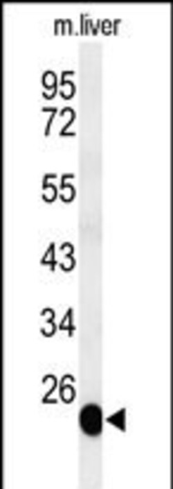Invitrogen BSND Polyclonal Antibody 400 &mu;L; Unconjugated:Antibodies,