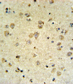 Invitrogen MAP4K3 Polyclonal Antibody 400 &mu;L; Unconjugated:Antibodies,