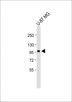 Invitrogen MAP4K3 Polyclonal Antibody 400 &mu;L; Unconjugated:Antibodies,