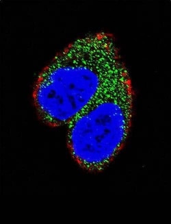 Invitrogen AIM2 Polyclonal Antibody 400 &mu;L; Unconjugated:Antibodies,