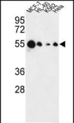 Invitrogen AIM2 Polyclonal Antibody 400 &mu;L; Unconjugated:Antibodies,