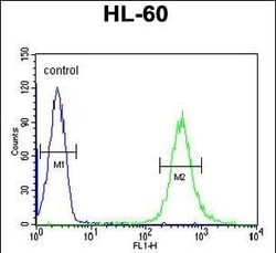 Invitrogen HOXA3 Polyclonal Antibody 400 &mu;L; Unconjugated:Antibodies,
