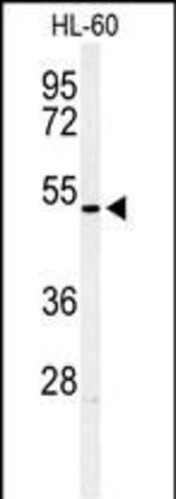 Invitrogen HOXA3 Polyclonal Antibody 400 &mu;L; Unconjugated:Antibodies,