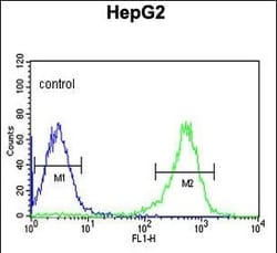 Invitrogen PYCR1 Polyclonal Antibody 400 μL; Unconjugated:Antibodies,