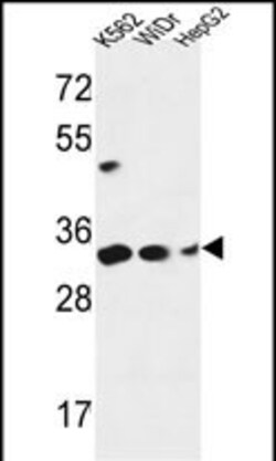 Invitrogen PYCR1 Polyclonal Antibody 400 μL; Unconjugated:Antibodies,