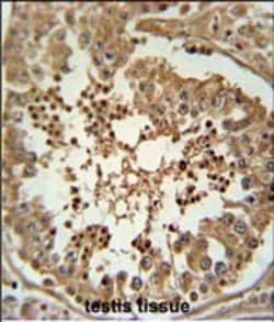 Invitrogen DIPK2A Polyclonal Antibody 400 &mu;L; Unconjugated:Antibodies,