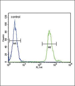 Invitrogen SMAD3 Polyclonal Antibody 400 &mu;L | Buy Online | Invitrogen&trade; | Fisher Scientific