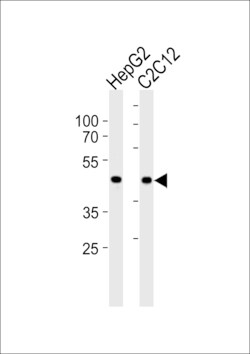 Invitrogen SMAD3 Polyclonal Antibody 400 &mu;L | Buy Online | Invitrogen&trade; | Fisher Scientific