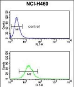 Invitrogen NEDD4 Polyclonal Antibody 400 &mu;L; Unconjugated:Antibodies,