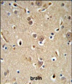 Invitrogen NEDD4 Polyclonal Antibody 400 &mu;L; Unconjugated:Antibodies,