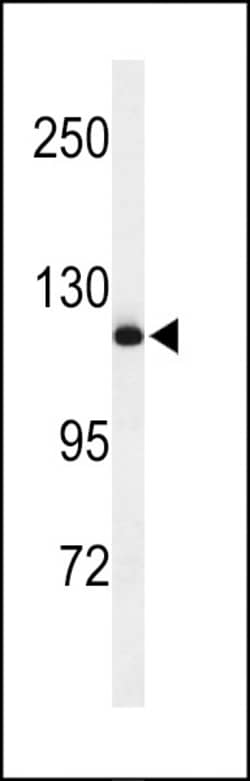Invitrogen NEDD4 Polyclonal Antibody 400 &mu;L; Unconjugated:Antibodies,