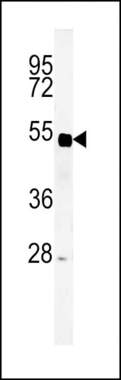 Invitrogen SP5 Polyclonal Antibody 400 &mu;L; Unconjugated:Antibodies,