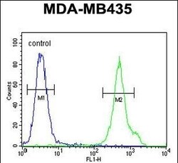 Invitrogen CD1e Polyclonal Antibody 400 &mu;L; Unconjugated:Antibodies,