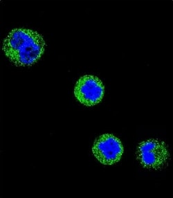 Invitrogen CD1e Polyclonal Antibody 400 &mu;L; Unconjugated:Antibodies,