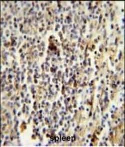 Invitrogen CD1e Polyclonal Antibody 400 &mu;L; Unconjugated:Antibodies,