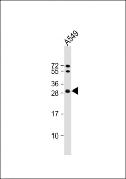 Invitrogen SPR Polyclonal Antibody 400 &mu;L; Unconjugated:Antibodies,