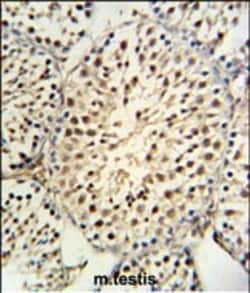 Invitrogen YPEL5 Polyclonal Antibody 400 &mu;L; Unconjugated:Anticuerpos