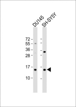 Invitrogen YPEL5 Polyclonal Antibody 400 &mu;L; Unconjugated:Anticuerpos