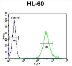 Invitrogen METTL17 Polyclonal Antibody 400 &mu;L; Unconjugated:Antibodies,