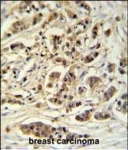 Invitrogen METTL17 Polyclonal Antibody 400 &mu;L; Unconjugated:Antibodies,