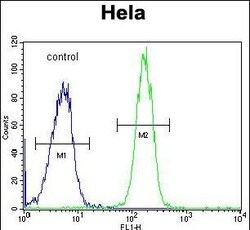 Invitrogen GALNT5 Polyclonal Antibody 400 &mu;L; Unconjugated:Antibodies,
