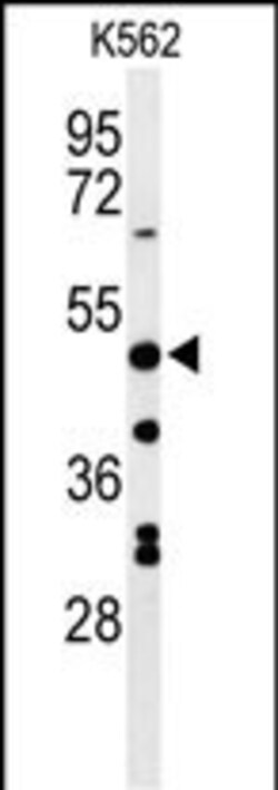 Invitrogen RHBG Polyclonal Antibody 400 &mu;L; Unconjugated:Antibodies,