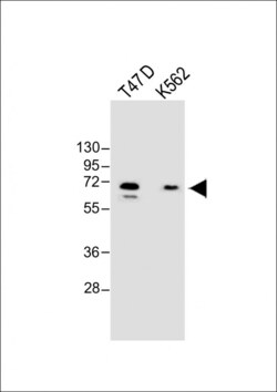 Invitrogen YTHDF3 Polyclonal Antibody 200 &mu;L; Unconjugated:Antibodies,