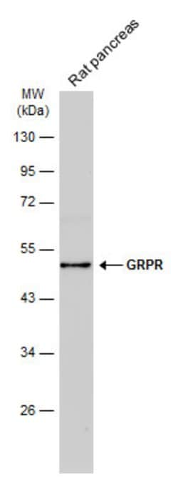 GRPR Polyclonal Antibody, Invitrogen&trade;